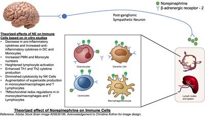 Impact of norepinephrine on immunity and oxidative metabolism in sepsis